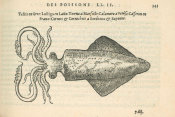 Pierre Belon (author) - Le Casseron (Squid), 1553