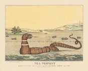 artist unknown - Sea Serpent, from a drawing taken from life as appeared in Gloucester Harbour, August 23, 1817, early 19th century