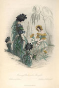 J.J. Grandville - The Flowers Personified: Mourning Bride and Marigold (Scabiosa et Calendula)