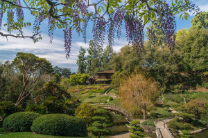 Martha Benedict - Japanese Garden in Spring at the Huntington Botanical Gardens