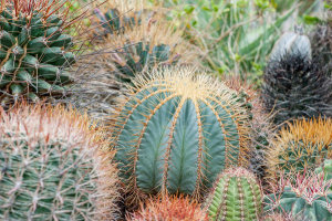 Martha Benedict - Desert Garden Cactus at the Huntington Botanical Gardens