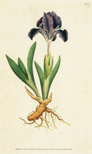 Sydenham Edwards - Iris Pumila. Dwarf Iris, 1787