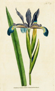 James Sowerby - Iris Spuria. Spurious Iris, 1788