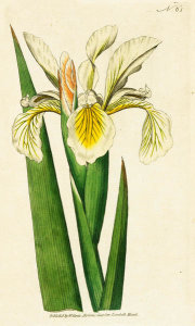James Sowerby - Iris Ochroleuca. Tall Iris, 1788