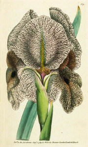 James Sowerby - Iris Susiana. Chalcedonian Iris, 1790