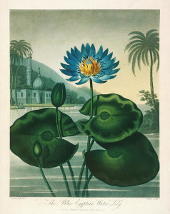 Robert John Thornton - The Blue Egyptian Water Lily, 1799