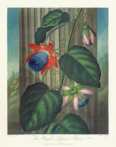 Robert John Thornton - The Winged Passion Flower, 1799