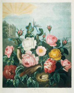 Robert John Thornton - Roses, 1799