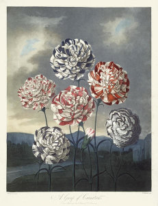 Robert John Thornton - A Group of Carnations, 1803