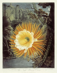 Robert John Thornton - The Night-Blooming Cereus, 1803