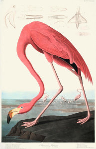 John James Audubon - American Flamingo, 1835 - 1838