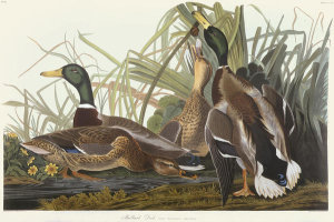 John James Audubon - Mallard Duck, 1831 - 1834
