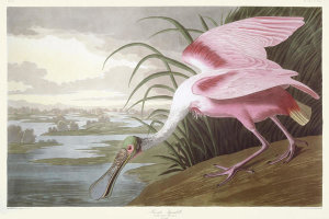 John James Audubon - Roseate Spoonbill, 1834 - 1835