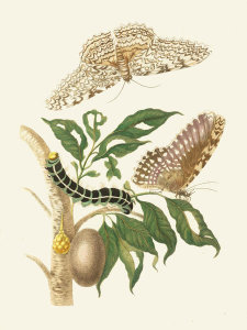 Maria Sibylla Merian - Thysania agrippina moth, caterpillar and larva, 1705
