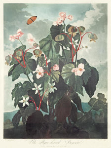Robert John Thornton - The Oblique-Leaved Begonia (Begonia ritida lobliqua), 1803