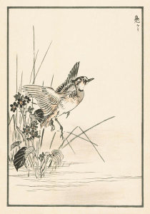Kono Bairei - Bairei Picture Album of One Hundred Birds, plates 17/18, 1881- 1884