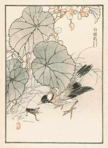 Kono Bairei - Bairei Picture Album of One Hundred Birds, plate 5, 1881- 1884