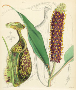 Walter Hood Fitch - Nepenthes rafflesiana, 1859