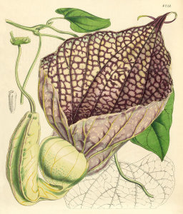 Walter Hood Fitch - Aristolochia gigantea, 1846