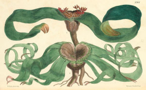 Walter Hood Fitch - Welwitschia mirabilis, 1863