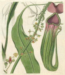 William Jackson Hooker - Nepenthes distillatoria, 1828
