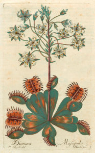 P. Majoli - Dionaea muscipula, 1786