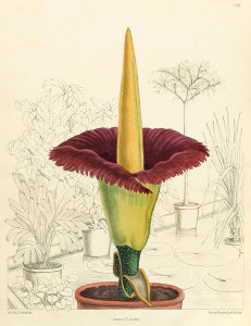 Matilda Smith - Amorphophallus titanum, 1891
