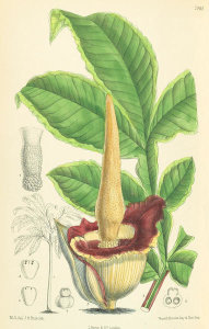 Matilda Smith - Amorphophallus eichleri, 1889