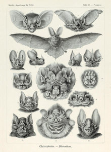 Ernst Haeckel - Vampyrus, 1904