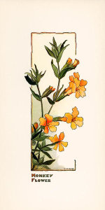 Elisabeth M. Hallowell - Monkey Flower, ca. 1905