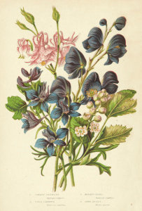 Anne Pratt - Columbine, Larkspur, Monk's-hood, and Bane-berry, 1873