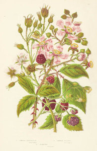 Anne Pratt - Common Raspberry, Common Bramble, and Dewberry, 1873