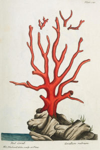 Elizabeth Blackwell - Red Coral, 1737
