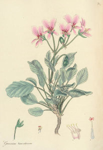 Henry Charles Andrews - Geranium tomentosum, 1799-1814