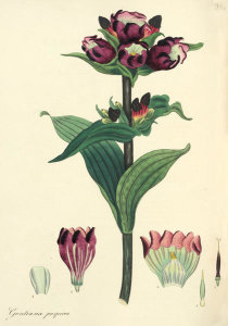 Henry Charles Andrews - Gentiana purpurea, 1799-1814