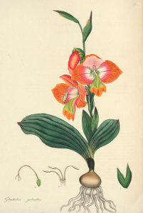 Henry Charles Andrews - Gladiolus galeatus, 1799-1814