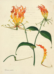 Henry Charles Andrews - Gloriosa superba, 1799-1814