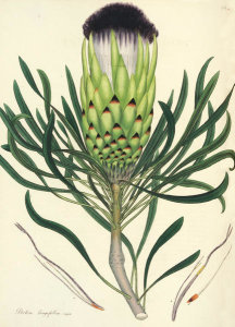 Henry Charles Andrews - Protea longifolia; nigra, 1799-1814