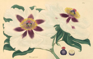 Henry Charles Andrews - Paeonia papaveracea, 1799-1814