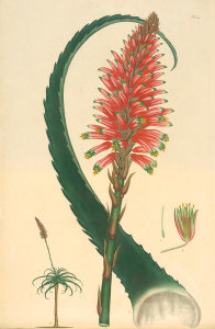 Henry Charles Andrews - Aloe arborescens, 1799-1814