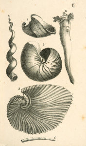Elizabeth Mayo - Shells: Patella, Argonauta, and Nautilus, 1838