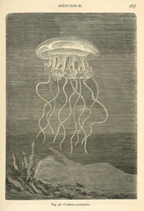 Louis Figuier - Cephea cyclophora - jellyfish, 1869
