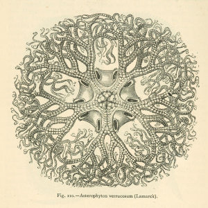 Louis Figuier - Asterophyton verrucosum - giant basket star, 1869