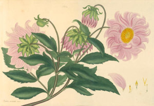 Henry Charles Andrews - Dahlia pinnata nana, 1799-1814