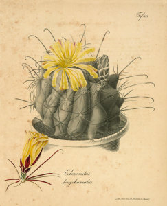 Ludwig Karl Georg Pfeiffer - Echinocactus longihamatus, 1843-50