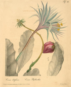 Ludwig Karl Georg Pfeiffer - Cereus latifrons, Cereus phyllanthus, 1843-50