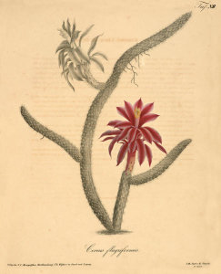 Ludwig Karl Georg Pfeiffer - Cereus flagriformis, 1843-50
