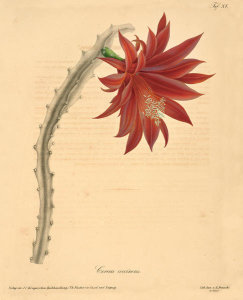 Ludwig Karl Georg Pfeiffer - Cereus coccineus, 1843-50