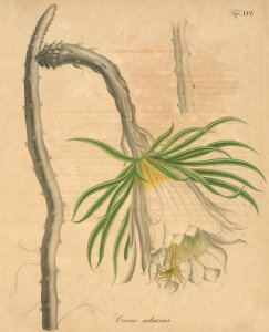 Ludwig Karl Georg Pfeiffer - Cereus setaceus, 1843-50
