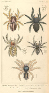 Pierre André Latreille - Arachnides, Plate 13, 1816